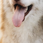 The Dog House Megaways слот - технический обзор игры от Pragmatic Play