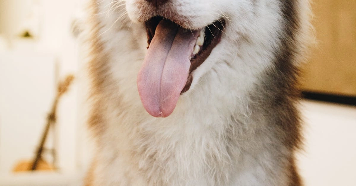 The Dog House Megaways слот - технический обзор игры от Pragmatic Play